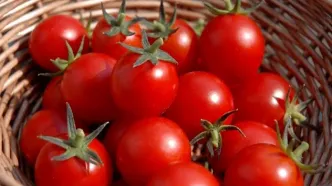 سبقت قیمت گوجه از دلار / دولت سیزدهم با قیمت گوجه چه کرد؟