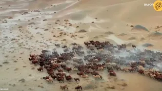 (ویدئو) مهاجرت شترها به مراتع زمستانی در بیابان باداین جاران