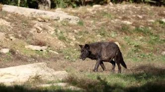 گرگ گرسنه جان کودک هشت ساله را در باسمنج تبریز گرفت