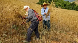 فقط 6 درصد بدهی گندمکاران پرداخت شد