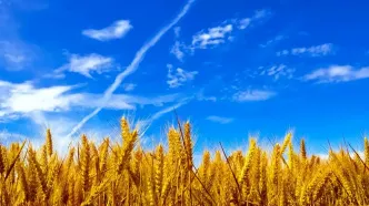 خبر مهم درباره قیمت گندم و پرداخت مطالبات گندم‌کاران و کشاورزان/ بدهی گندم‌کاران تسویه می‌شود؟