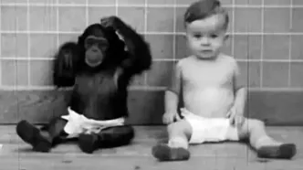 (ویدئو) نتایج هولناک یک آزمایش؛ بزرگ کردن نوزاد انسان و شامپانزه «به عنوان خواهر و برادر»