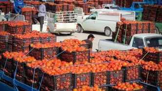 سبقت گوجه فرنگی از دلار