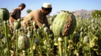 آمار عجیب از کاهش کشت خشخاش در افغانستان