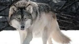 (ویدئو) لحظه ترسناک از پرسه‌زنی گرگ‌ها در خرم آباد