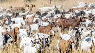 (ویدئو) استرالیایی ها چگونه گوشت میلیون ها بز را پس از پرورش بسته بندی می کنند؟