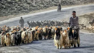 تولید گوشت قراردادی در کشور کلید خورد