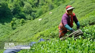 خریداران چای داخلی مجوز دوبرابری ثبت سفارش واردات دریافت می‌کنند