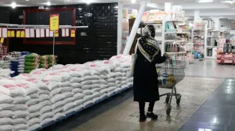 کاهش قیمت برنج ایرانی؛ قیمت هاشمی و طارم در بازار امروز