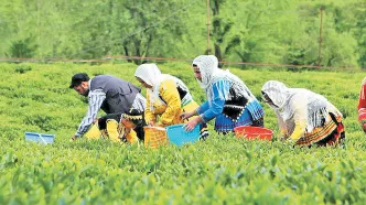 رنج چای‌کاران صنعت چای