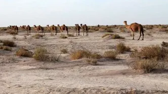 باتلاق جازموریان بیابان شد/ خشکسالی مطلق در جنوب کرمان