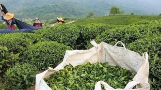 سریلانکا «۵۵ میلیون دلار» از بدهی خود به ایران را با چای تسویه کرد