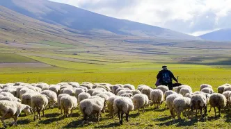 باورتان می شود این چوپان دانشمند برتر جهان شده+ ویدئو