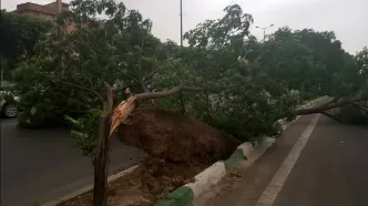 ببینید / سقوط درخت بر روی اتوبوس شاتل در ماناوگات