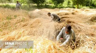 خرید تضمینی بیش از ۱۰ میلیون و ۳۸۰ هزار تن گندم در کشور