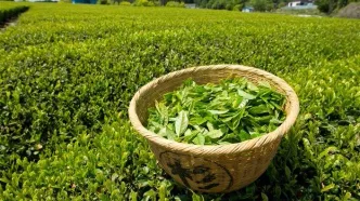 چای‌های تاریخ مصرف‌گذشته دبش روی هوا / دولت به فکر واردات چای از سریلانکا در مقابل طلب نفتی است