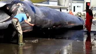 (ویدئو) صید و پردازش یک نهنگ غول پیکر 36 تنی توسط ماهیگیران نروژی