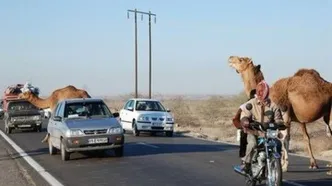 برخورد شتر با پراید حادثه آفرید