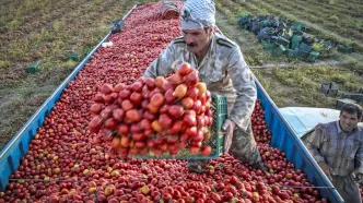 صادرات پیاز و گوجه فرنگی دو قفله می‌شود