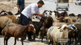 قیمت جدید دام‌زنده ۱۳ اردیبهشت ۱۴۰۴ اعلام شد