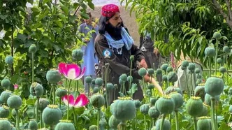 احتمال کاهش ورود مخدرهای سنتی به ایران با اتمام مخدرهای انبارهای افغانستان