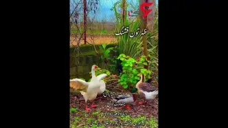 فال نخود امروز سه شنبه 22 اسفند 1402 / فیلم