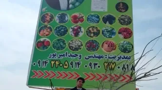 نهالستان آقای نهال به ازای خرید 10 اصله نهال 2 نهال با کود رایگان هدیه می دهد