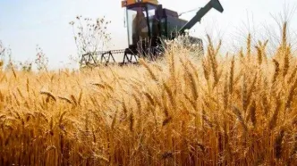 قیمت خرید تضمینی گندم داخلی چند درصد نرخ جهانی است؟
