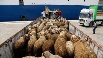 قیمت دام زنده امروز جمعه ۲۴ بهمن ۱۴۰۴