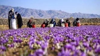 بازار زعفران در سیطره افراد گمنام با پول‌های کثیف/ کمبود محصول صحت ندارد