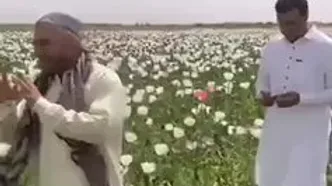 (ویدئو) تصاویر عجیب از کاشت تریاک در مرز ایران!