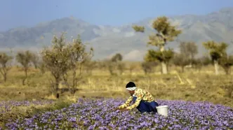 کاهش بیش از 11 درصدی صادرات زعفران ایران به اسپانیا