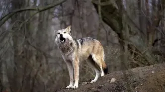 پرسه‌زنی گرگ‌ها در تهرانپارس؟/ ویدئو