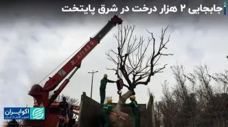 از شعرخوانی نرجس سلیمانی برای زاکانی تا جابه جایی ۲ هزار درخت درشرق پایتخت