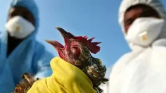 خطر ناشی از آنفلوآنزای پرندگان چقدر است ؟