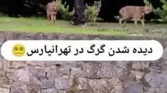 ببینید| دیده شدن یک دسته گرگ در تهرانپارس!