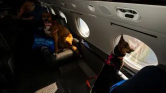 (ویدئو) سفر هوایی لاکچری برای سگ‌ها با Bark Air؛ بلیط‌ از چه قیمتی شروع می‌شود ؟