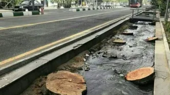 واکنش شهرداری تهران به قطع درختان خیابان ولیعصر