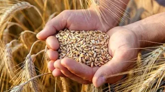 فوری | قیمت جدید گندم در ۲۱ خرداد اعلام شد