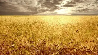 رکورد تولید گندم در استان ایلام شکسته شد