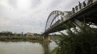 خوزستان، ‌زیستگاه‌ بیش از ۳۰۰ گونه پرنده مهاجر و بومی/ شمارش سالانه بیش از ۱۲۰ هزار پرنده مهاجر