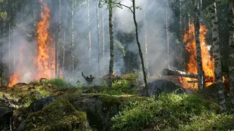 ۱۷ نفر جنگل‌های لرستان را آتش زدند؟