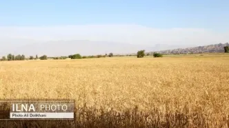 رشد خرید گندم بیشتر از پارسال