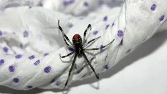مشاهده بیوه سیاه یکی از سمی ترین عنکبوت های دنیا در جزیره قشم