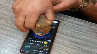استفاده دلخراش از حیوانات در کشور برای بازی همستر!+فیلم