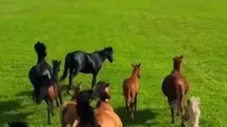 اسب های وحشی قرقیزستان