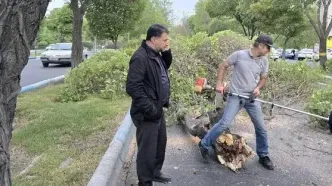 وزش تندباد در تبریز موجب شکستگی درختان شد