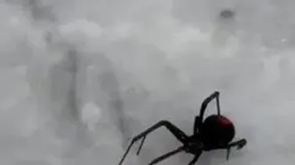 (ویدئو) دیده شدن عنکبوت بیوه سیاه در قشم