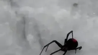 مشاهده عنکبوت بیوه سیاه در قشم