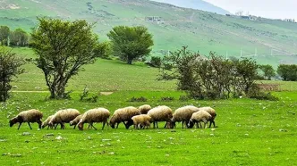 کاهش ۲۰ هزار تومانی قیمت دام سبک/ هر کیلو دام سبک ۳۰۰ هزار تومان